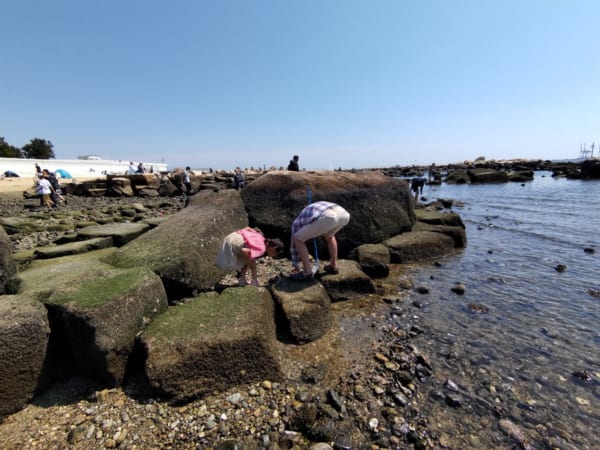 身近な海に住む小さな生き物を発見！その環境を楽しみながら考える良い機会に。