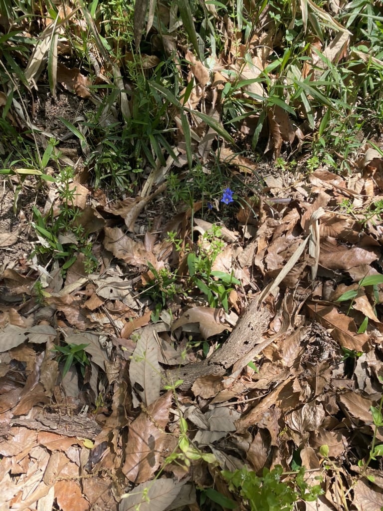 自然に生殖する植物について色々知ることができました