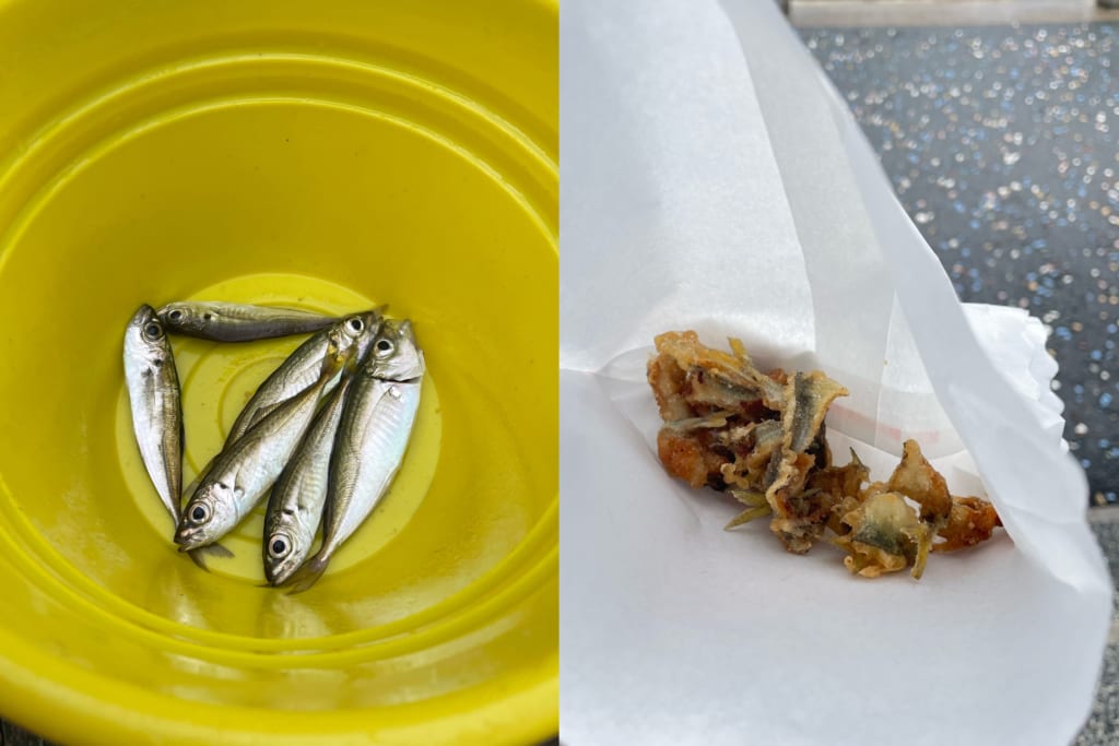 釣って食べれる！？水族館で、海の保全を考える