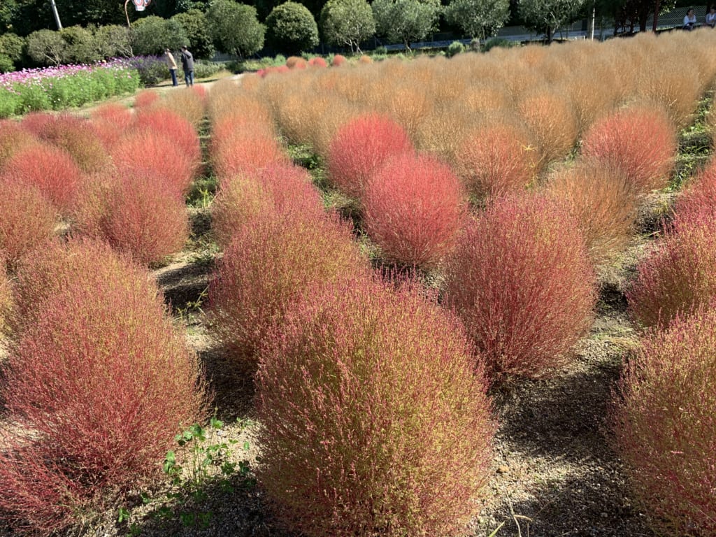 青空と、花と、リサイクル公園