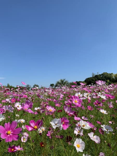 青空と、花と、リサイクル公園