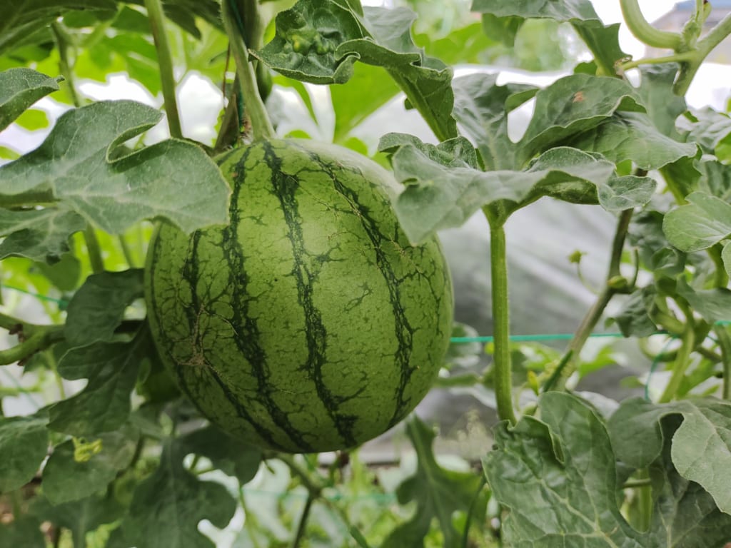 自分で野菜をつくり地産地消