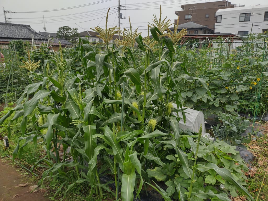 自分で野菜をつくり地産地消