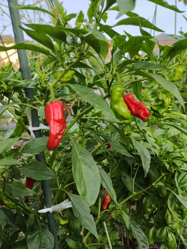 自分で野菜をつくり地産地消