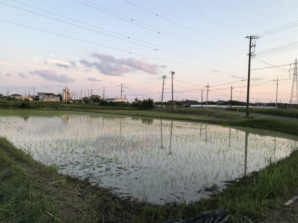 南房総半島で田植えした新米を堪能