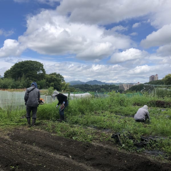 農地の荒廃化を防ぐために年間を通して知人の農作業のお手伝いをしています。