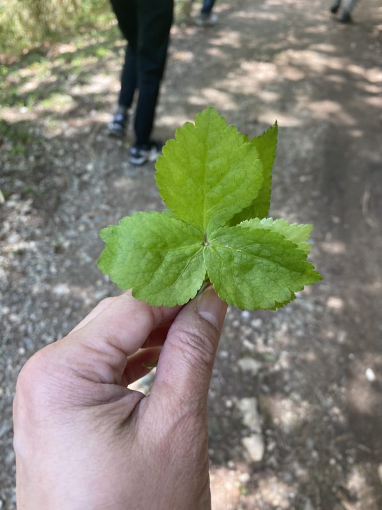 自然に生殖する植物について色々知ることができました