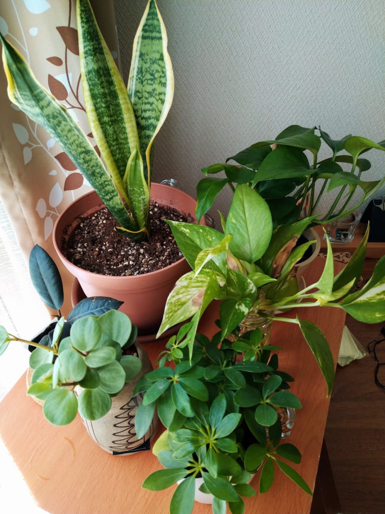 観葉植物にハマってしまいました