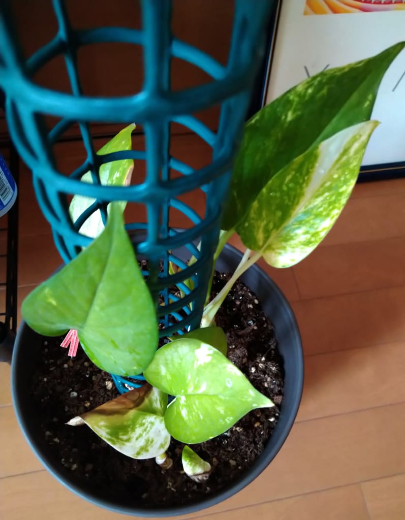 観葉植物にハマってしまいました